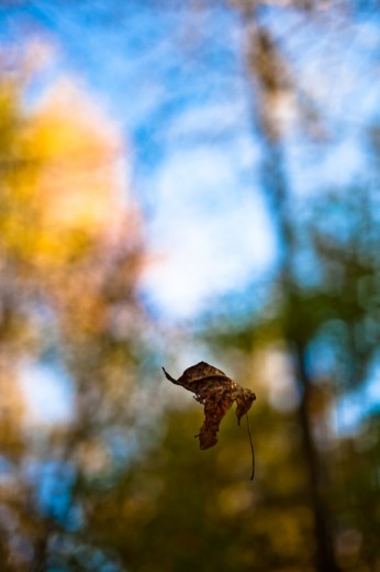 A leaf falls in the woods on an Autumn day
