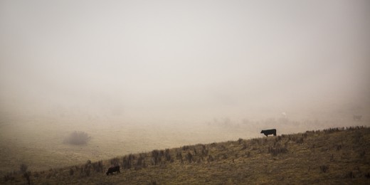 Cattle grazing in the hills outside of Ashland, Oregon.