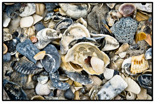 Shells, Wrightsville Beach